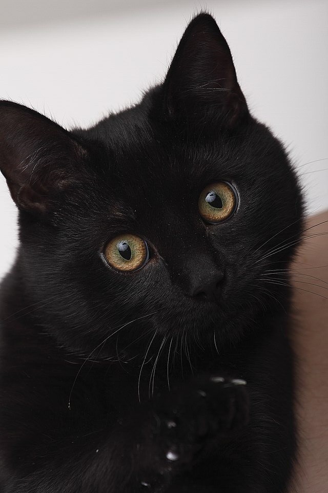 Чёрный котёнок