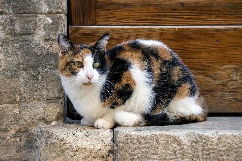 Трёхцветная кошка