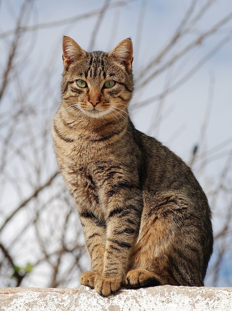 Полосатый кот