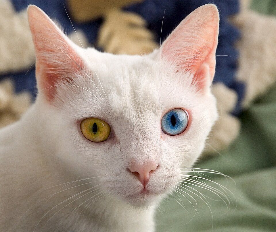 Белая кошка